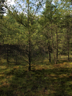 Pine Plantation with Mosses