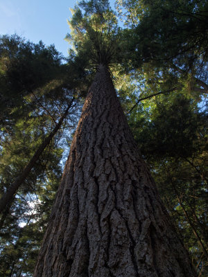 Pinus strobus (White Pine)