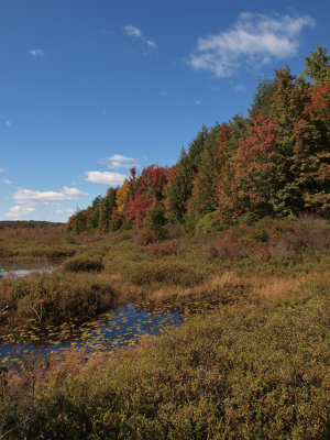 Anthropogenic Lake - Boggy Shore