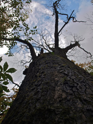 Juglans nigra (Black Walnut)