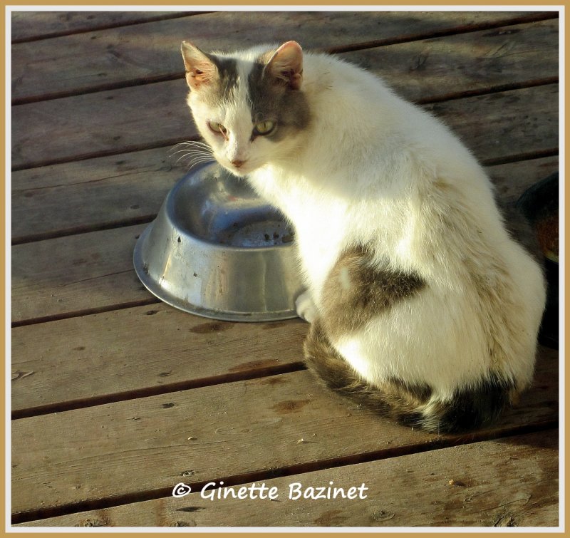 Bonjour, je suis une chatte . On mappelle Flocon Blanc. Il y a un chat noir qui vit ici et je crois quil me plat bien.