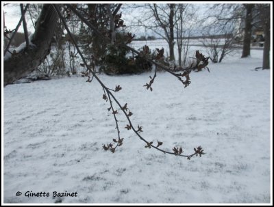 C'est quand mme trange...les feuilles sortent et il tombe de la neige.