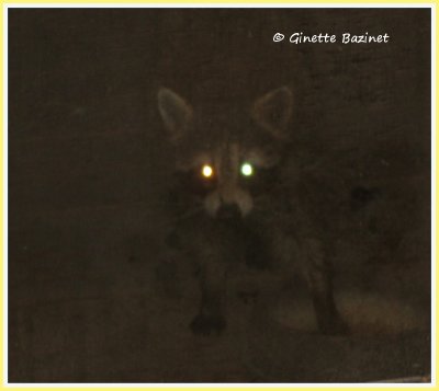 Qui fait ce bruit sur le patio ? C'est un rel raton laveur  avec  une patte dans le bol de nourriture des chats.