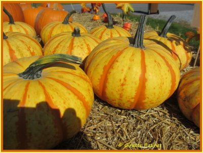 elles sont de la famille des cucurbitaces. Avez-vous achet votre citrouille pour l'Halloween ?