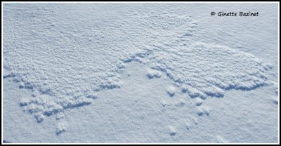 La neige et le vent ont laiss leur dessin le long du parcours. Ne dirait-on pas un canard ???