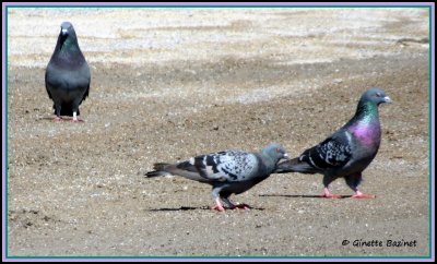 Le sol s'est assch. Les pigeons bisets paradent sous un soleil qui devient plus prsent.