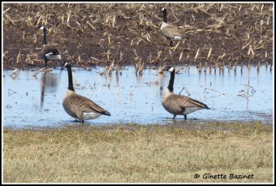 le ballet des oies