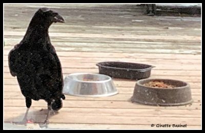 Je crois qu'un Grand Corbeau est venu manger les restes de poulet que j'avais donns  mes chats.