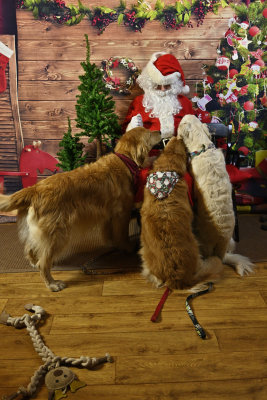 Shilo Molly and Niko