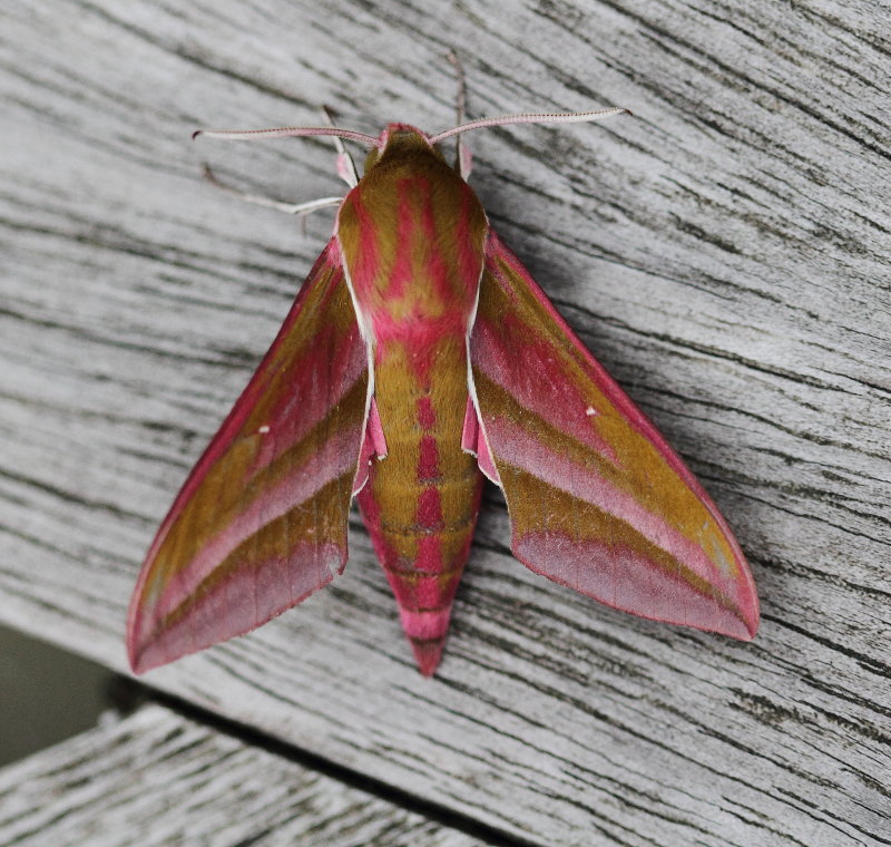 Elephant Hawk Moth