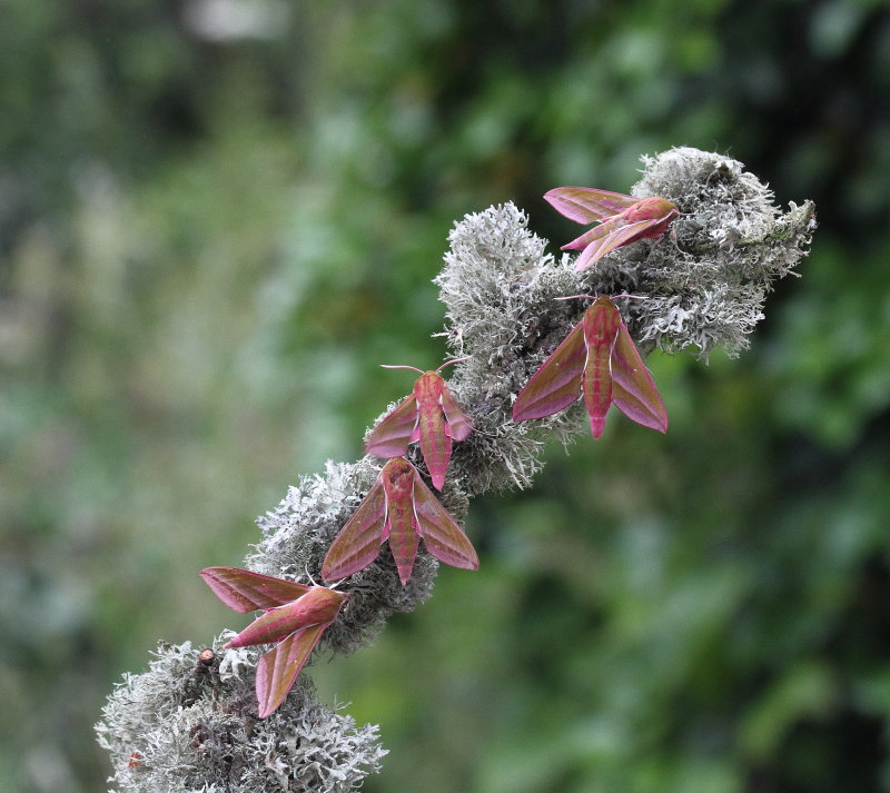 Elephant Hawk Moth