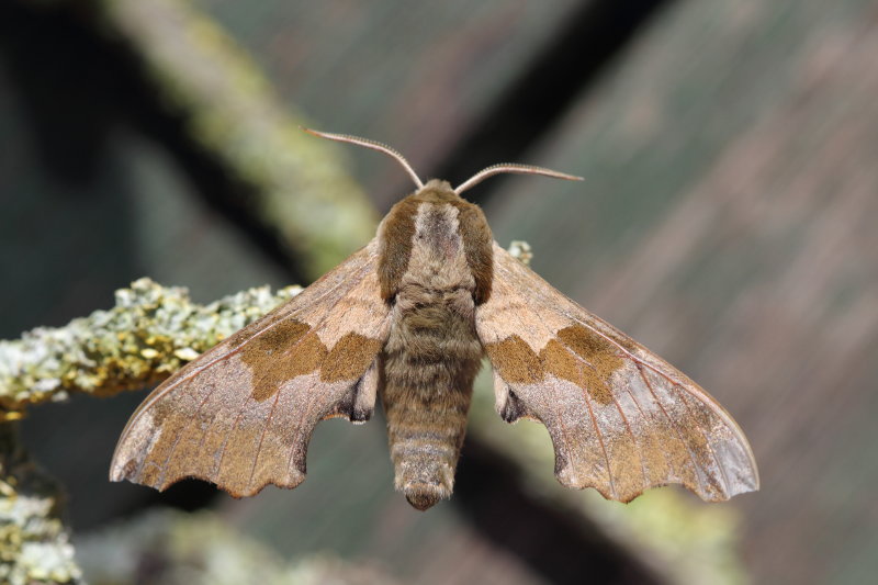 Lime Hawk Moth