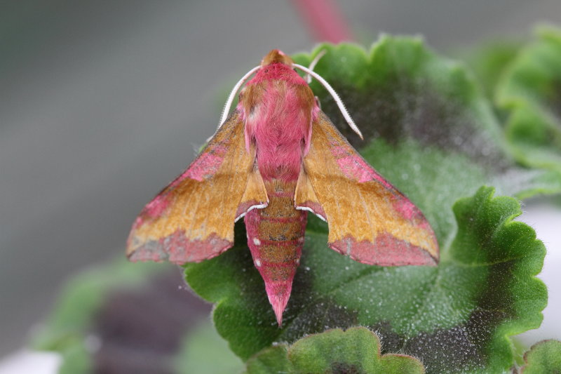 Small Elephant Hawk Moth