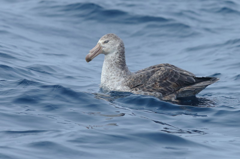 Northern Giant Petrel - adult