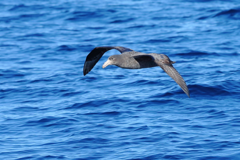 Northern Giant Petrel - juvenile