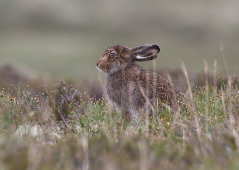 23-mountain hare-UK-AGS.JPG