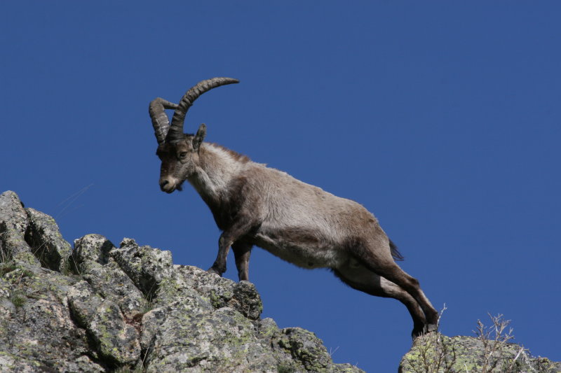 14-spanishibex3-spain-AGS.JPG