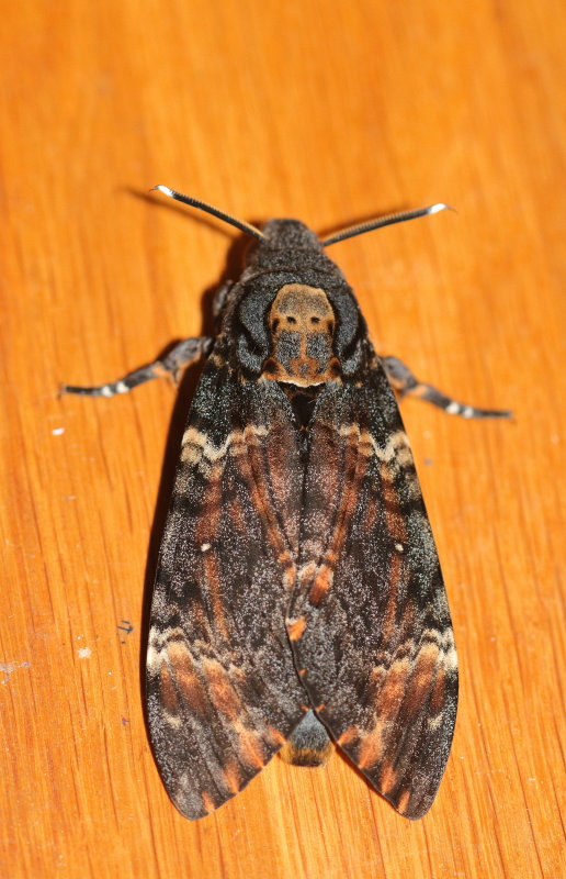Death's Head Hawk Moth