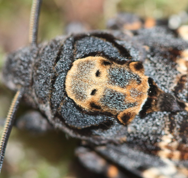 Death's Head Hawk Moth