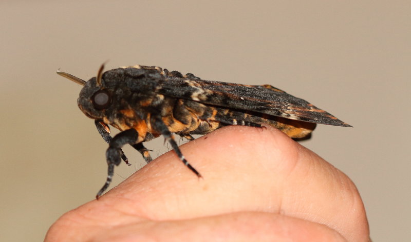 Death's Head Hawk Moth