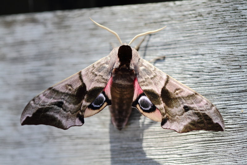 Eyed Hawk Moth