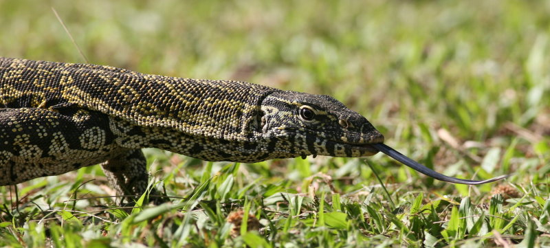 Nile Monitor