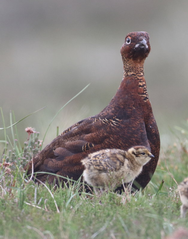Red Grouse