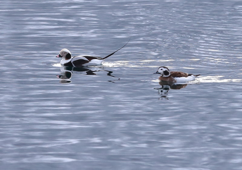 Long-tailed Duck