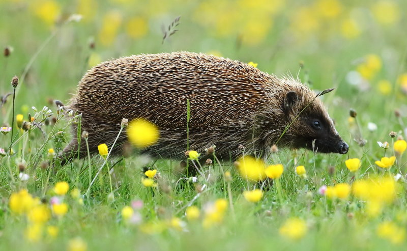 Hedgehog