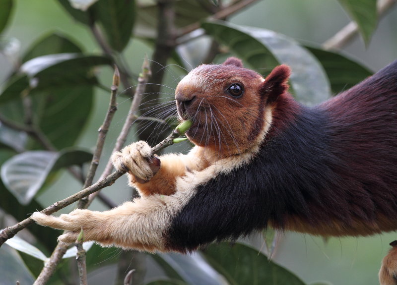 Malabar Giant Squirrel