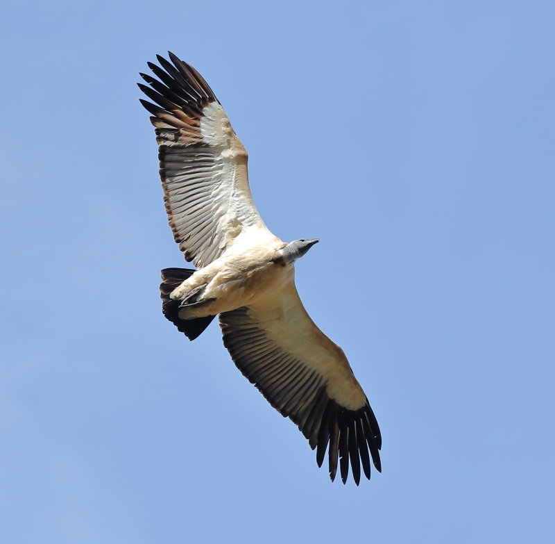 Cape Griffon Vulture