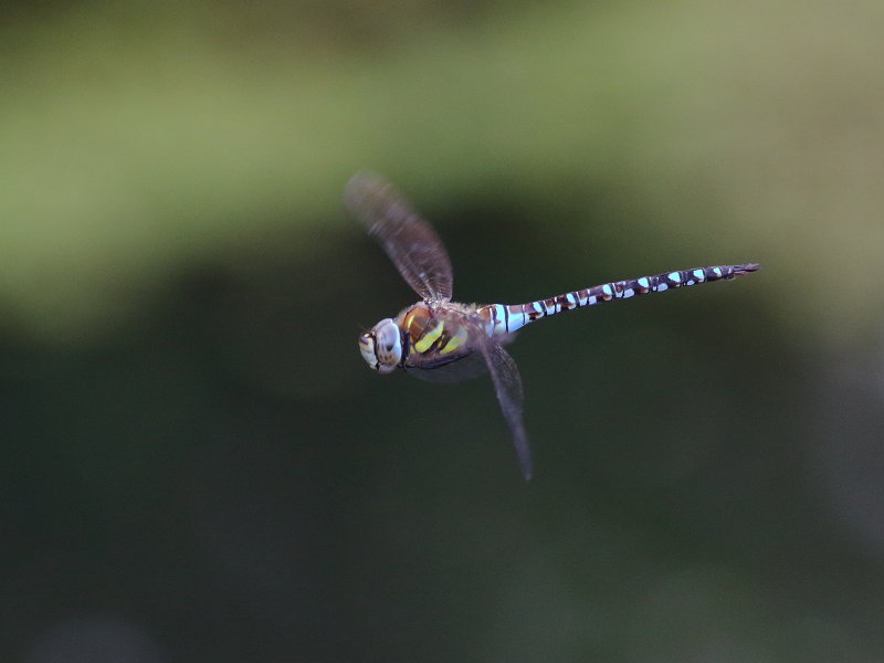 Migrant Hawker
