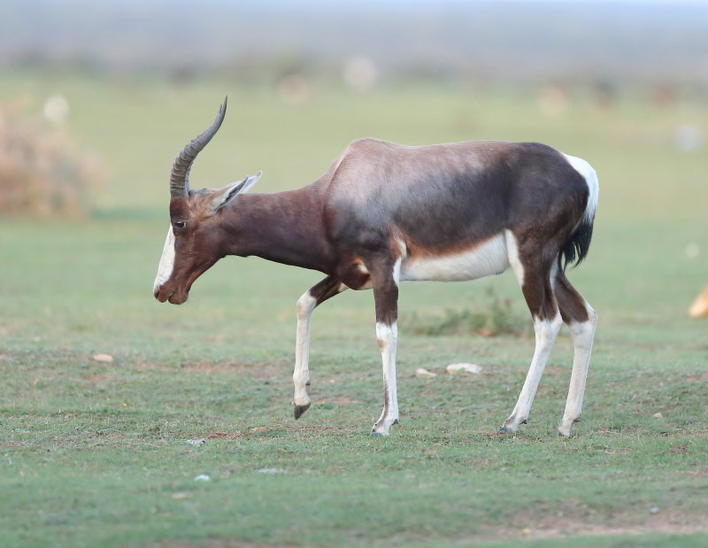 Bontebok