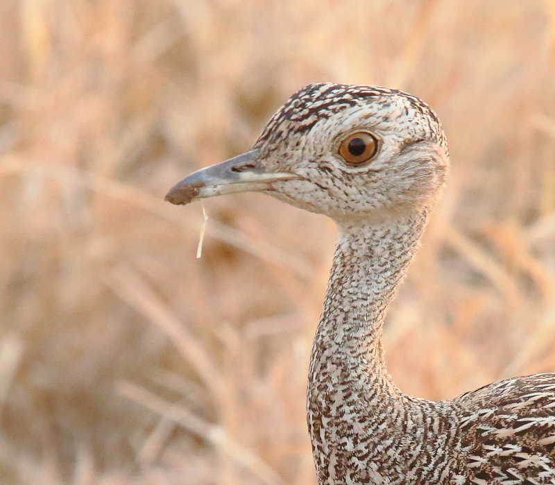 AGS14246.JPG