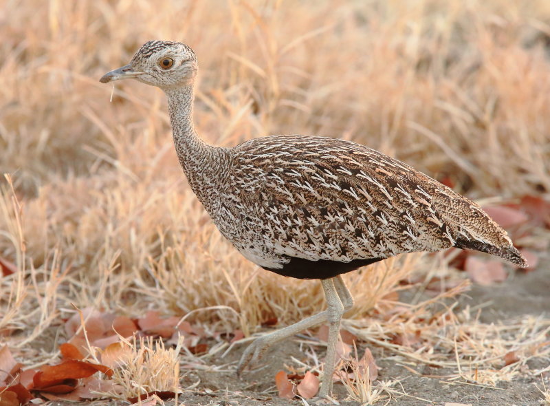 AGS14245.JPG