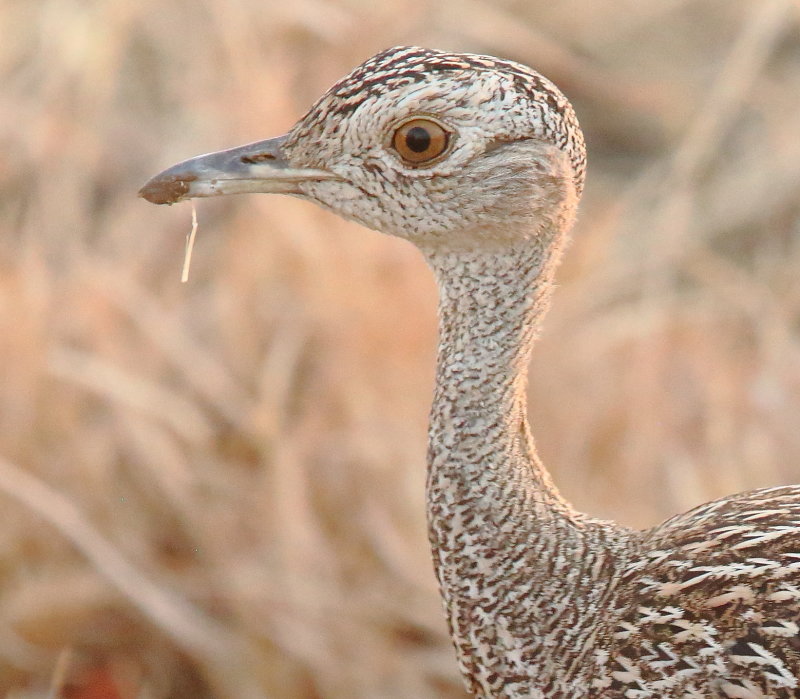 AGS14243.JPG