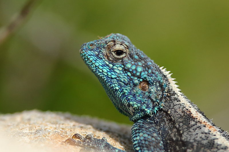 Southern Rock Agama