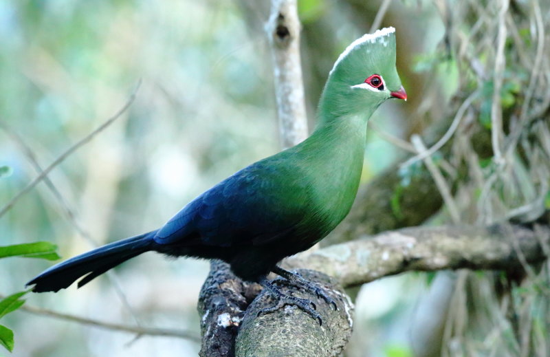 Knysna Touraco