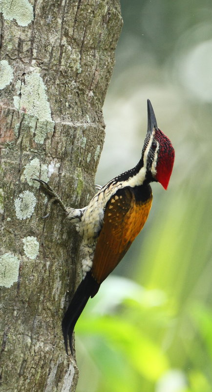 Black-rumped Flameback