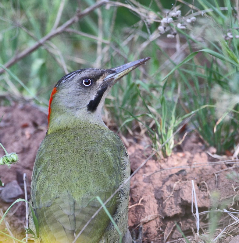Levallaint's Woodpecker