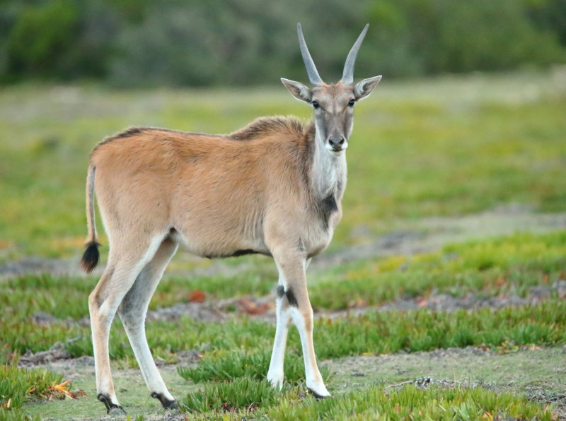 Eland