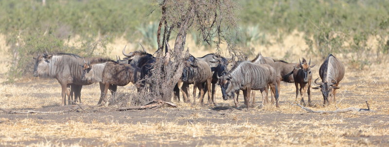 Blue Wildebeest