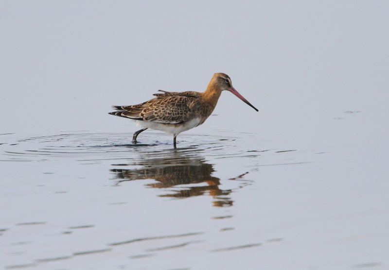 Black-tailed Godwit
