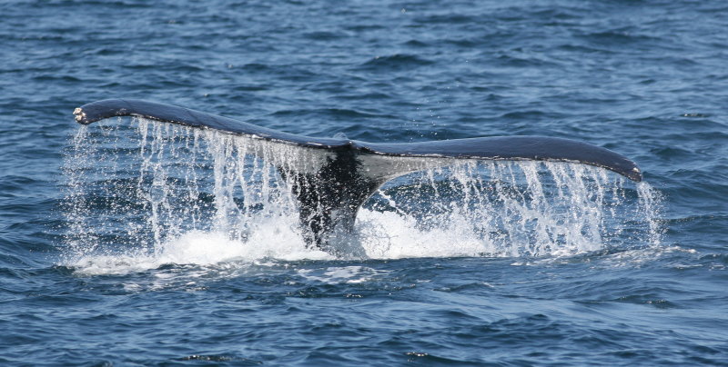 Humpback Whale