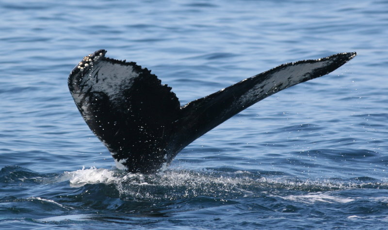 46-humpbackwhale2-USA-AGS.JPG