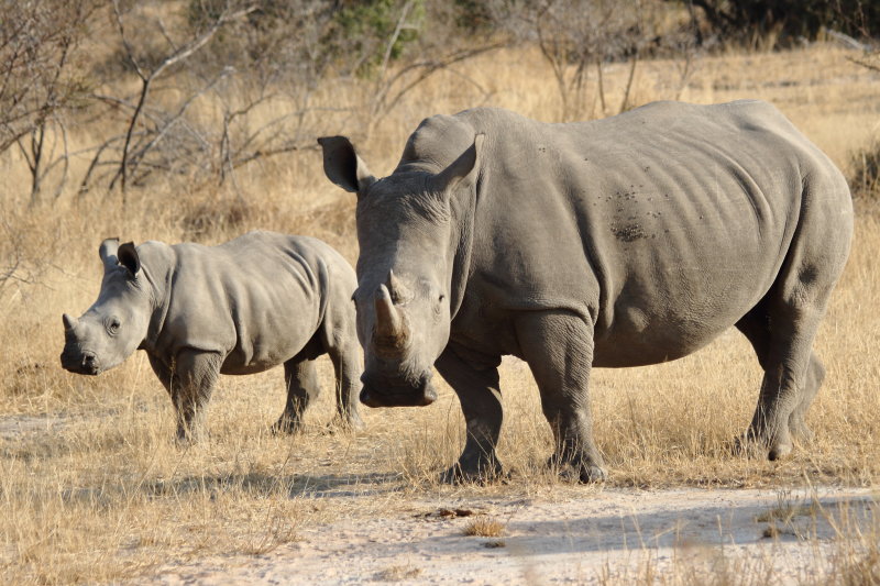 White Rhino