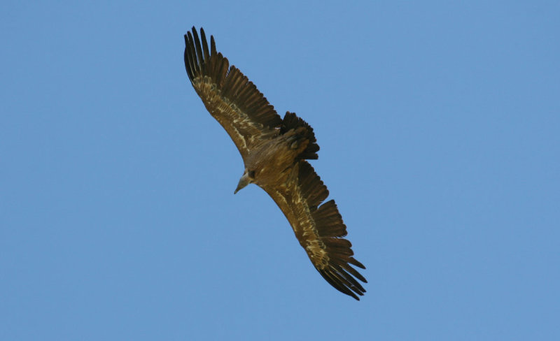 2-griffonvulture3-spain-AGS.JPG