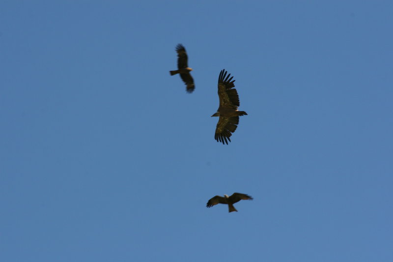 IMG_0533.JPG