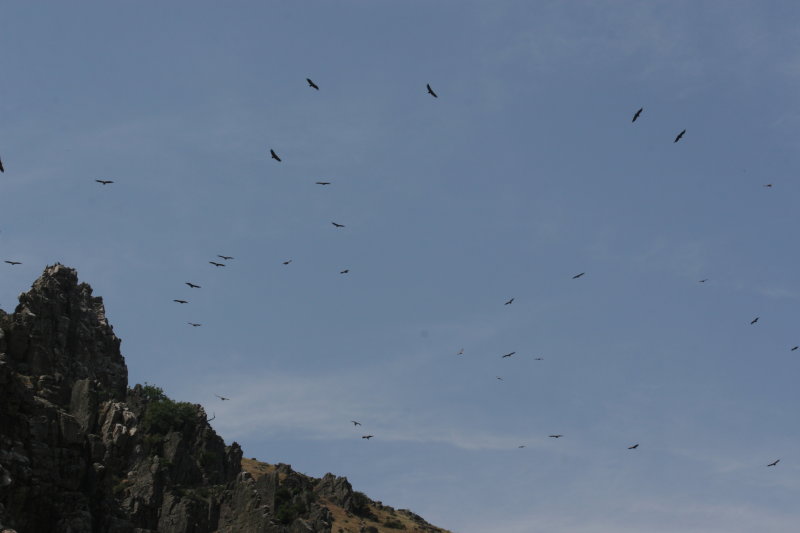 2-griffonvulture-spain-AGS.JPG