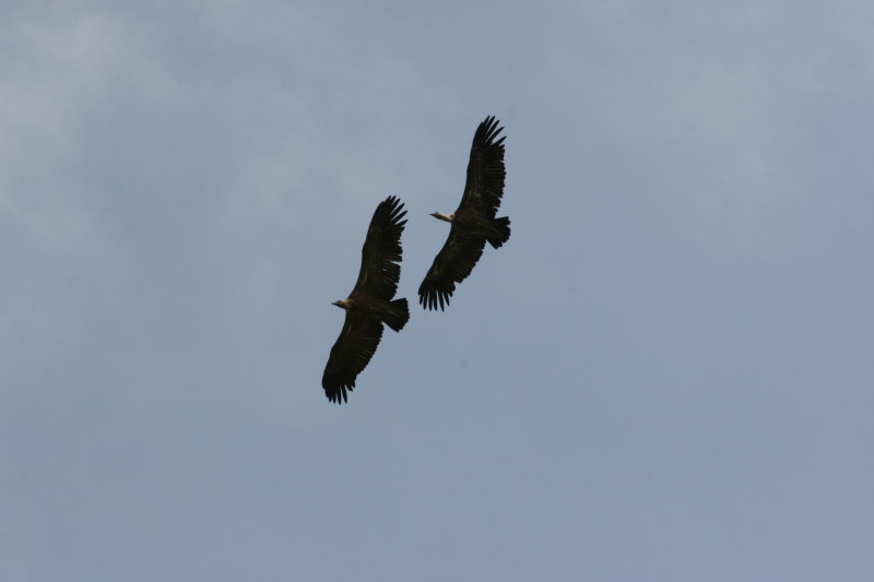 Img1887.JPG
